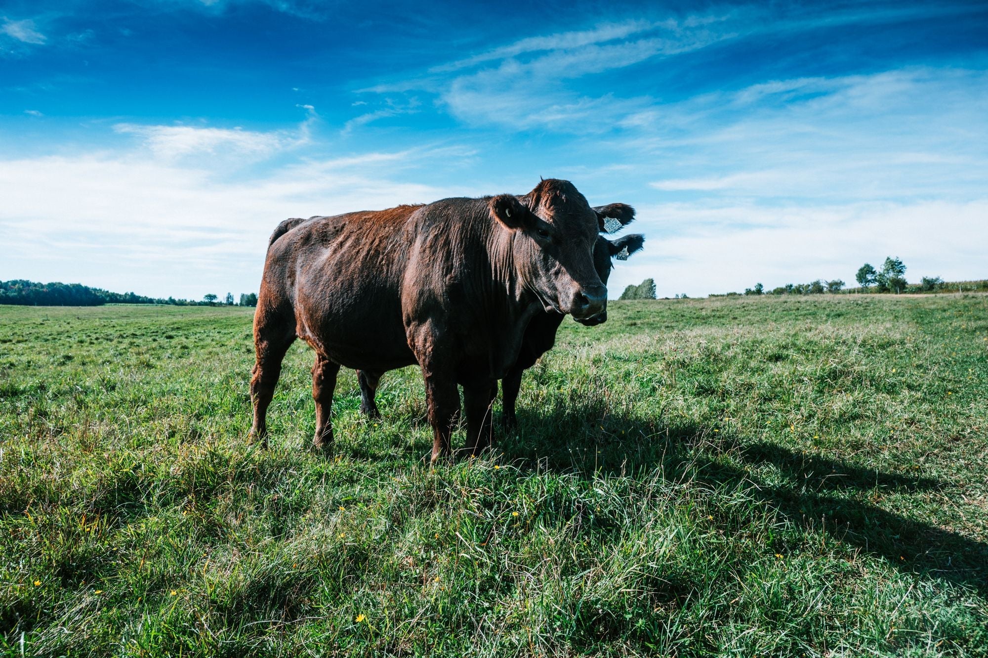 Boeuf nourri à l'herbe - Mon Beau Bon Boeuf