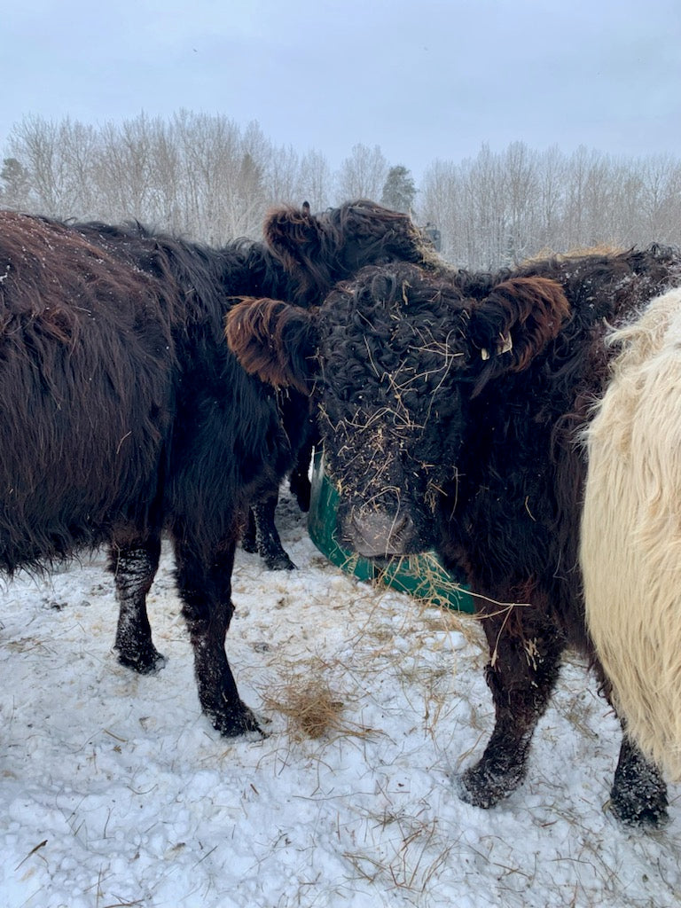 Boeuf à la ferme en hiver - Mon Beau Bon Boeuf