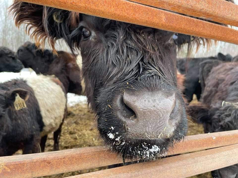 Boeuf à la ferme- Mon Beau Bon Boeuf